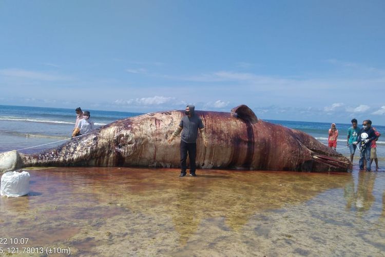 Petugas gabungan sedang memeriksa paus yang terdampar Desa Wadumaddi, Kecamatan Hawu Mehara, Kabupaten Sabu Raijua, Nusa Tenggara Timur (NTT), Jumat (8/4/2022) 