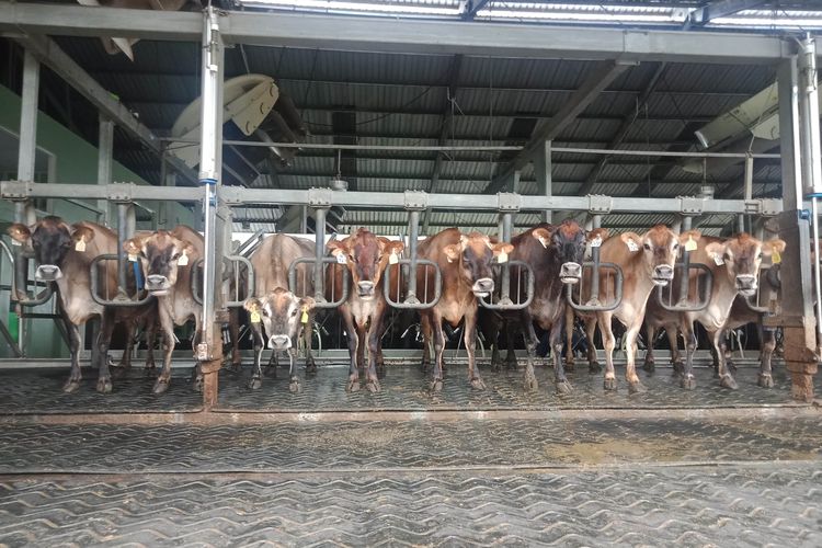 Sapi yang siap diperah di Peternakan Greenfields di Desa Babadan, Malang.