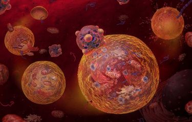 Professor Roger Smith menjelaskan sel plasenta yang sehat dirusak oleh enzim yang disebut aldehyde oxidase 
