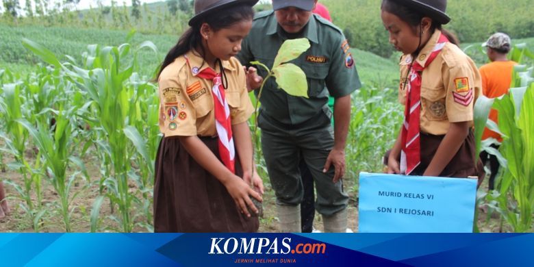 Hijaukan Lahan Gundul Perhutani Ajak Siswa Sd Tanam 13 000 Pohon Jati