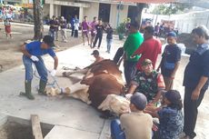 Warga Berbondong-bondong Saksikan Penyembelihan Sapi Kurban Jokowi di Masjid Agung Solo