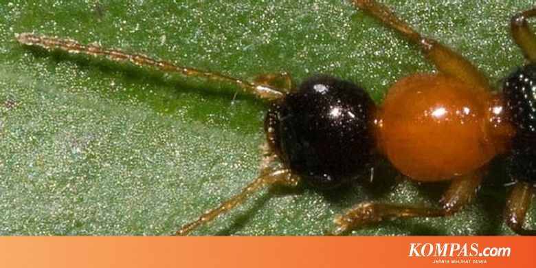 Cegah Dan Tangani Serangan Tomcat Halaman All Kompas Com Cegah Dan Tangani Serangan Tomcat Halaman All Kompas Com