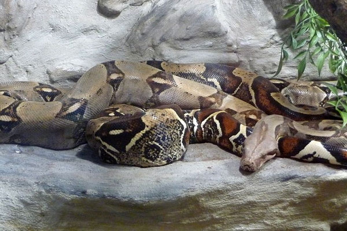 Ular boa.