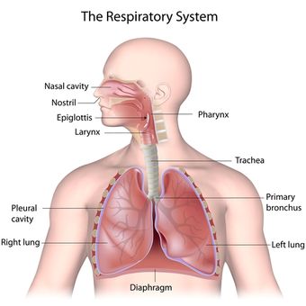 Bagian-bagian saluran pernapasan