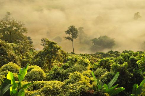 Pengertian Hutan Hujan, Jenis, dan Contohnya