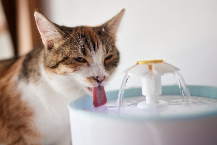 Sediakan air bersih agar kucing tak minum dari kloset.