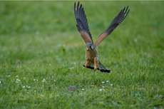 Sistem Pernafasan Pada Burung