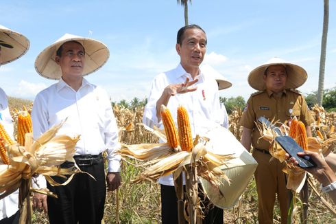 Panen Jagung di Gorontalo Meningkat, Jokowi Minta Bulog Lakukan Penyerapan