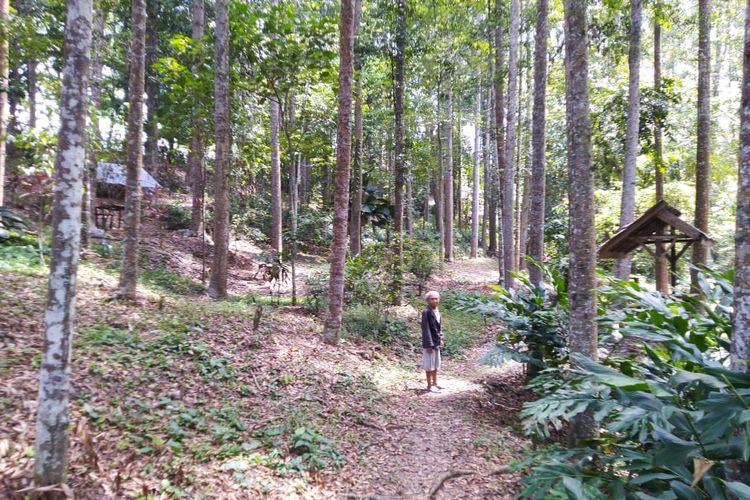 Hutan kota milik Suhendri Kakek 78 Tahun di Tenggarong Kutai Kartanegara, Kamis (31/10/2019). 