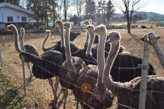 5 Burung Terbesar di Dunia, Ada yang Mencapai 400 Kg!