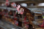 [HOAKS] Tautan untuk Dapat Bantuan Ayam Petelur Gratis dari Kementan