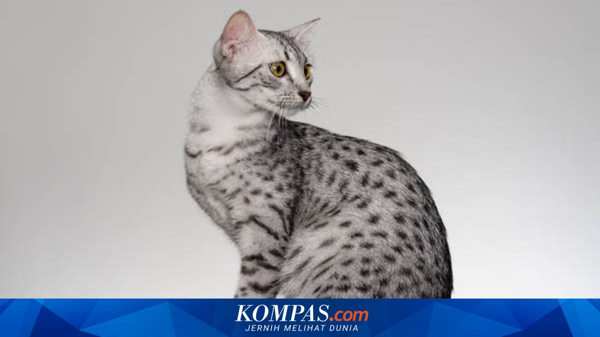 5 Ras Kucing Tertua di Dunia, Ada yang Eksis sejak 3.000 Tahun Lalu