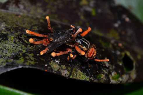 Fakta Jamur Cordyceps di The Last of Us, Bikin Manusia Jadi Zombie?