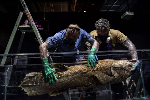 Ikan dari Zaman Dinosaurus Ini Bisa Hidup Sampai 1 Abad, Hamil 5 Tahun