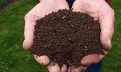 Berdampak pada Pertumbuhan Tanaman, Kementan Minta Petani Waspadai Pupuk Palsu