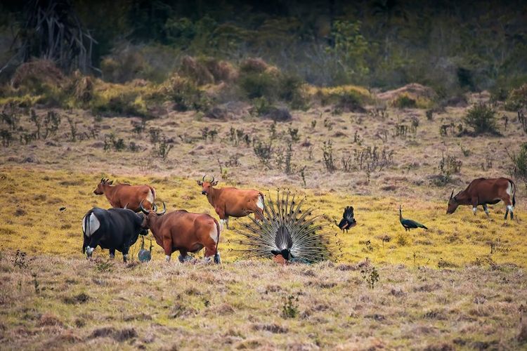 Taman Nasional Alas Purwo, Banyuwangi, Jawa Timur  DOK. Shutterstock/Agus Sudharnoko