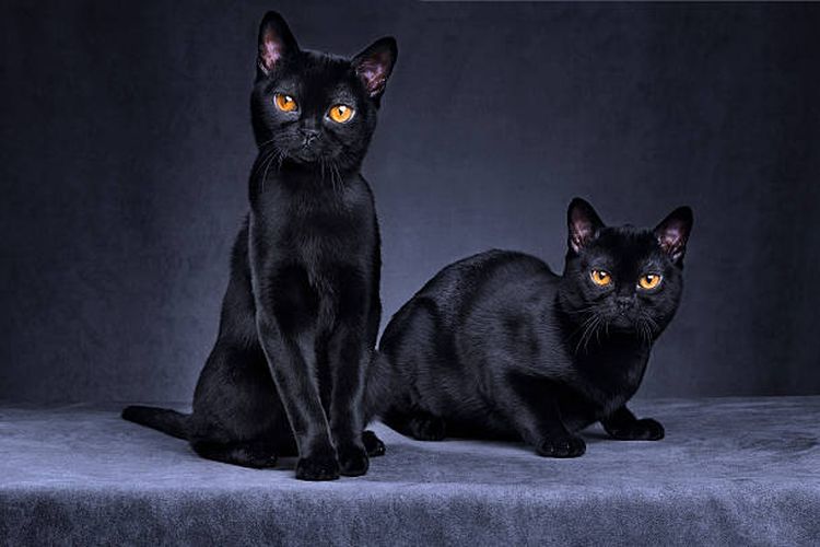 Karakteristik ras kucing Bombay.