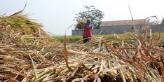 Potensi Gagal Panen, Kemarau Jadi Momentum Petani Asuransikan Sawah