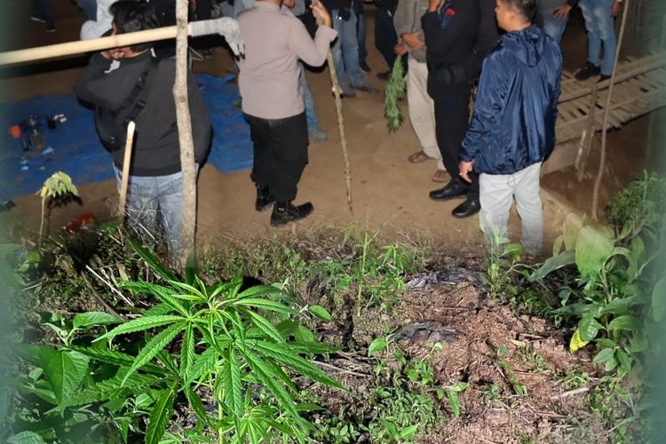 Polisi Bengkulu gerbek kebun kopi berisi tanaman ganja