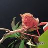 Traveling Ke Bukit Peramun, dari Desa Wisata Digital hingga Tarsius