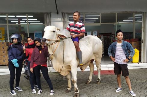 Sapi yang Kabarnya Viral Dinaiki ke Minimarket Dibeli Polisi Seharga Rp 85 Juta