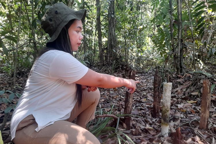 Cindy selaku Sekretaris Ekowisata di Hutan Desa Pematang Rahim, Kecamatan Mendahara Ulu, Kabupaten Tanjung Jabung Barat, Rabu (13/9/2023) sedang memeriksa tinggi muka air di hutan lindung gambut Sungai Buluh.