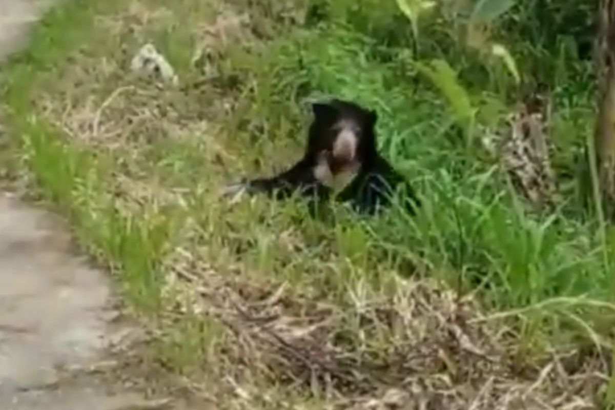 Seekor beruang madu hendak menyeberangi jalan raya Kelok 44 di Agam, Sumatera Barat