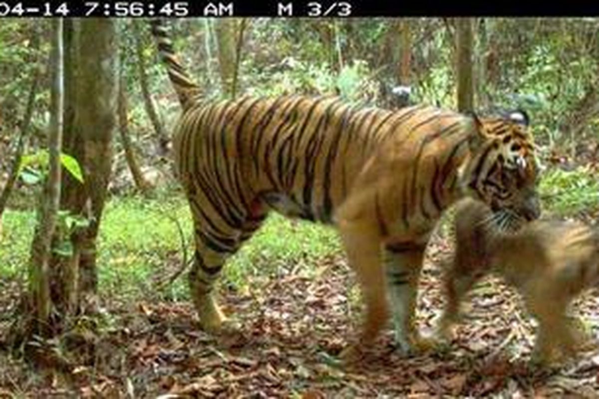 WWF merilis hasil kamera infra-red, Senin (9/5/2011), yaitu rekaman foto induk harimau sumatera (Panthera tigris sumatrae) sedang bersama anaknya di kawasan hutan Taman Nasional Bukit Tigapuluh, Sumatera, 14 April 2011.
