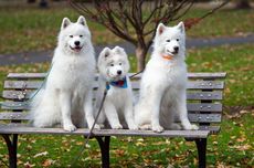 7 Fakta Menarik Anjing Samoyed, Mirip Serigala dan Selalu Tersenyum