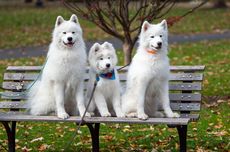 The Jakarta Dog Show 2022, Ajang Edukasi dan Merawat Anjing Peliharaan