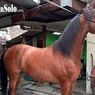 Agustin, Kuda untuk Kirab Kereta Pengantin Kaesang-Erina, Pernah Digunakan di Pernikahan Gibran dan Kahiyang