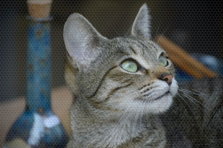 Kucing American shorthair