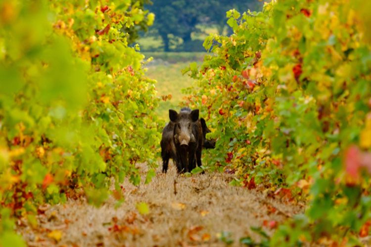 Ilustrasi hama babi hutan masuk ke perkebunan