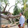 Bupati Klungkung Tinjau Pohon Tumbang di Pura Nusa Penida yang Tewaskan 1 Orang