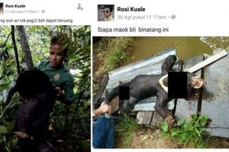 Foto yang diunggah Joko alias Lobo menggunakan akun Rosi Kuale yang menggambarkan seekor Beruang Madu (Helarctos Malayanus) dalam kondisi leher nyaris putus (kanan) dan foto saat mendapatkan beruang di hutan.