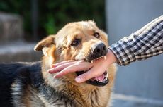 Bocah 7 Tahun di Makassar Diserang Anjing Peliharaan, Alami Luka Parah di Kepala