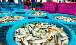 Pakar Kelautan Definisikan Ulang Konsep Penangkapan Ikan Berkelanjutan