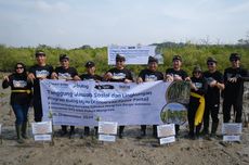 Selamatkan Ekosistem Pesisir, Bulog Tanam 570 Bibit Mangrove di Bali