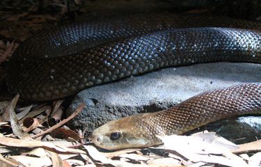 Ular taipan pesisir, salah satu ular paling mematikan di Australia telah memecahkan rekor mengeluarkan cukup banyak bisa untuk membunuh 400 orang dalam satu kali gigitan.