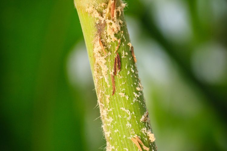 Ilustras hama penggerek batang pada tanaman jagung. 