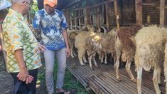 Berdayakan Penyandang Disabilitas, Penjual Hewan Kurban di Bantul Gandeng Difabel Jadi 