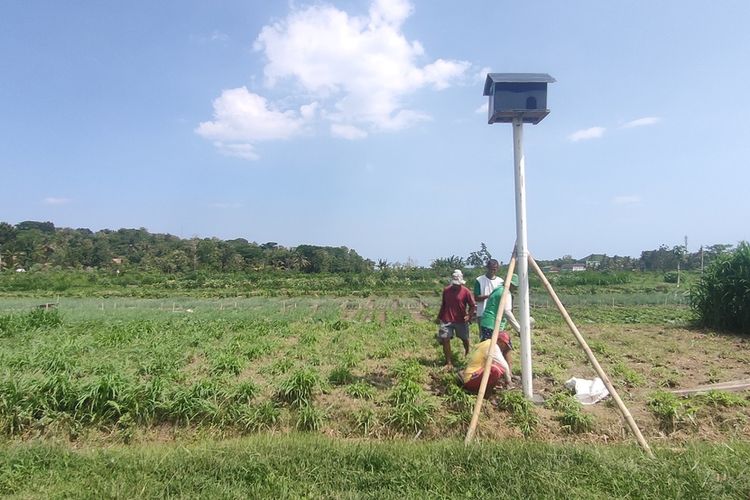 Para petani mengembangkan rumah bagi burung hantu di persawahan Pedukuhan (dusun) Dobangsan dan sekitarnya pada Kalurahan Giripeni, Kapanewon Wates, Kabupaten Kulon Progo, Daerah Istimewa Yogyakarta.