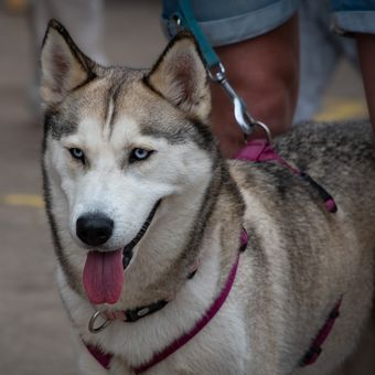 Ilustrasi anjing Siberian husky. 