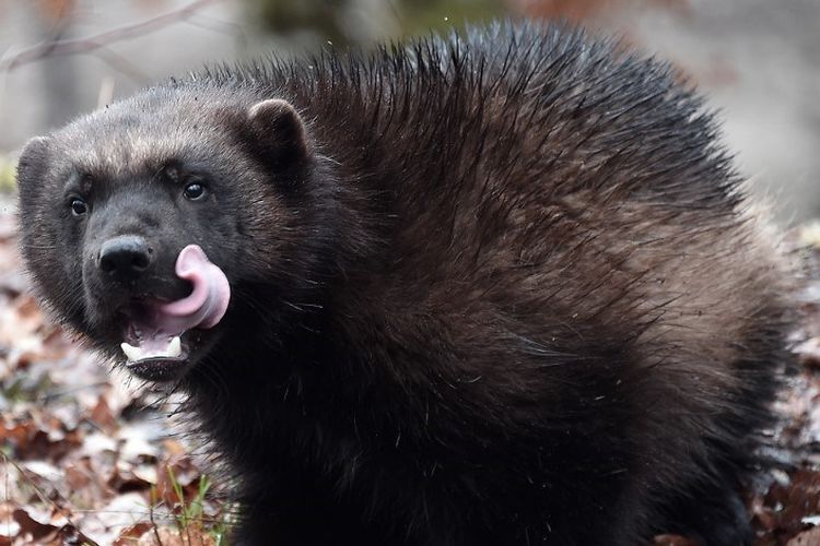 Wolverine biasanya hidup di pegunungan barat di seluruh Alaska dan Kanada. Tetapi mereka juga hidup di habitat di beberapa wilayah AS.
