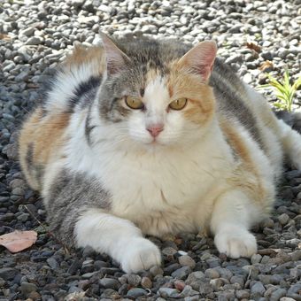 Ilustrasi kucing kegemukan, kucing obesitas. 