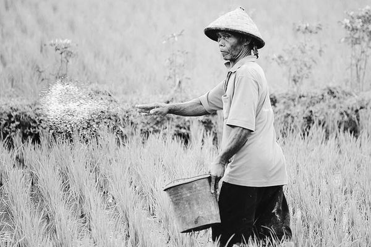 Memasuki musim tanam saat ini, petani masih dihadapkan pada mahalnya harga pupuk urea. Hal itu, misalnya, disampaikan Hasyim (65) saat menebar pupuk di areal persawahan Desa Patalan, Jetis, Bantul, Daerah Istimewa Yogyakarta, Minggu (4/1). Hasyim membeli pupuk urea seharga Rp 75.000 per zak dan harus antre selama satu pekan.  