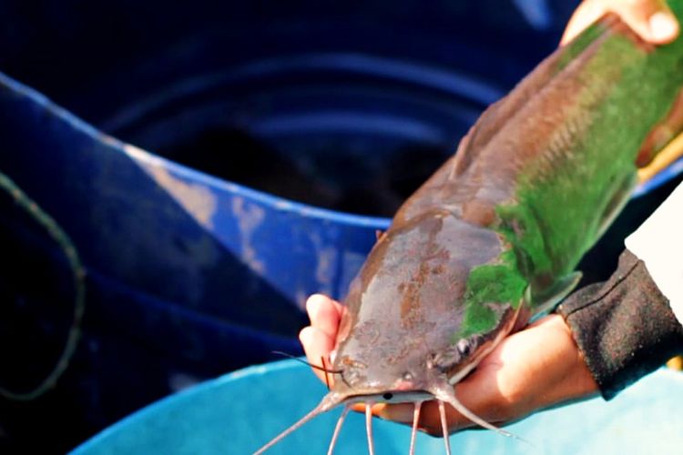 Potret Ikan Lele Bermutu Tiada Tara atau Lele Mutiara