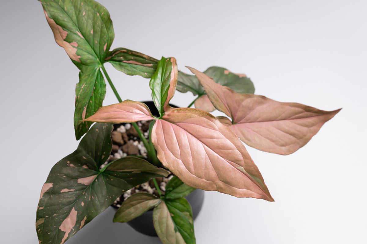 Ilustrasi tanaman hias Syngonium Pink Splash. 