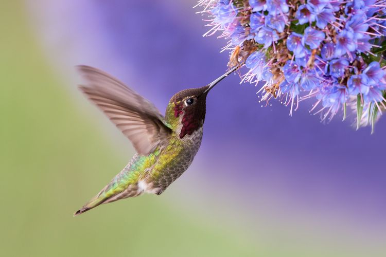 Ilustrasi burung kolibri jenis Anna.