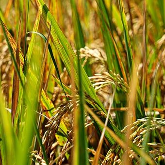 Ilustrasi tanaman padi kekurangan nutrisi